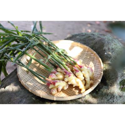 ふるさと納税 出雲市 出雲生姜の七味唐辛子と温香雲片(粗挽き生姜)セット |  | 03