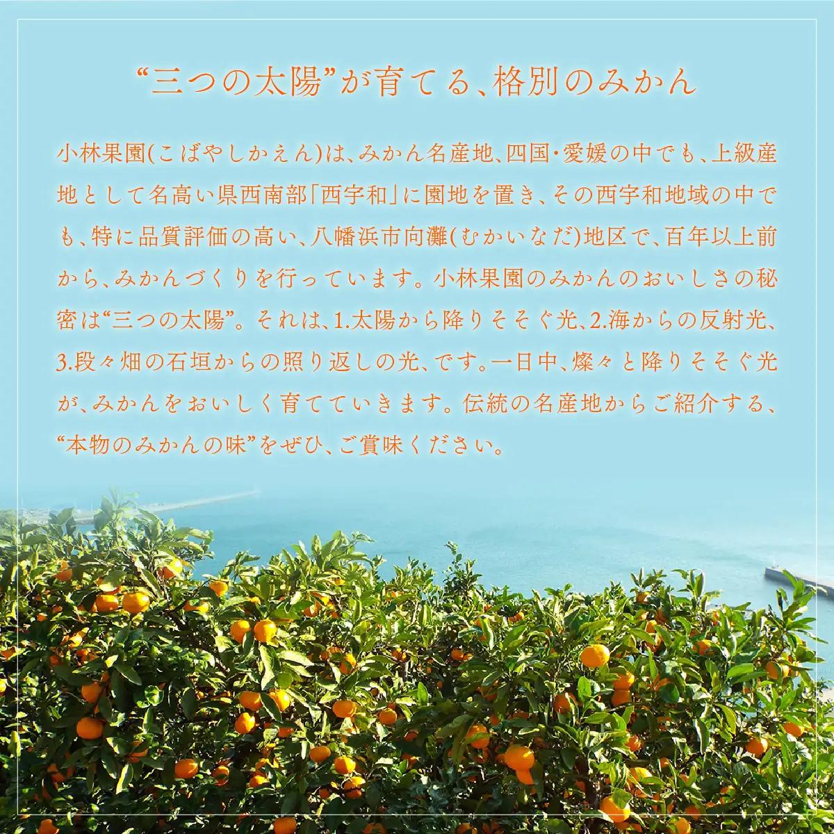八幡浜の逸品づくし【E24-37】【1664986】 YWTAD028