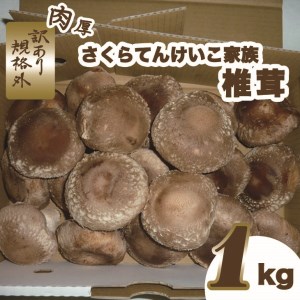 肉厚しいたけ“さくらてんけいこ家族(規格外)”１ｋｇ　≪シイタケ きのこ キノコ 野菜≫◇