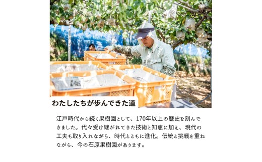 詰め合わせ 3kg箱 赤秀 備前横綱梨1玉(1～1.5kg玉)・備前乙女梨3～5玉 【先行予約 2026年11月中旬から順次発送】