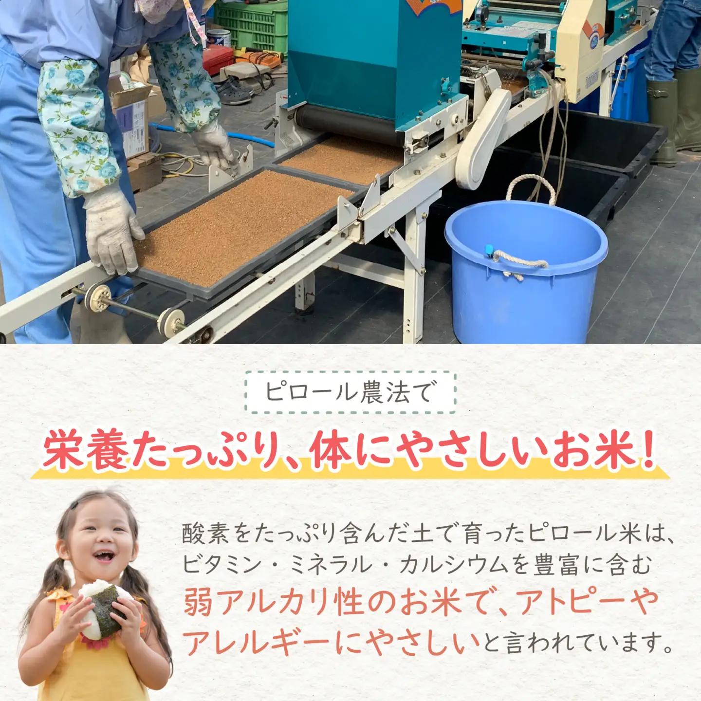 【先行予約】【令和8年産 新米】【12ヶ月定期便】ミルキークイーン 白米 4.5kg × 12回 ｜ピロール農法