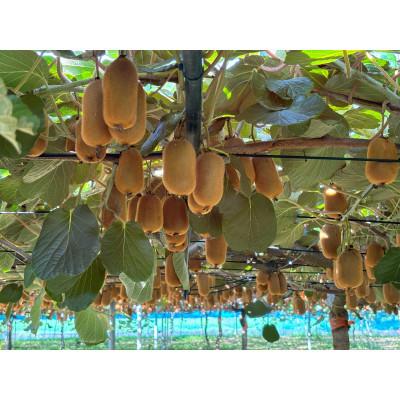 ふるさと納税 春日部市 【数量限定】大晴農園のキウイフルーツ2種詰め合わせ27〜33玉入り |  | 03