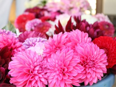 A25　極上ダリアセット