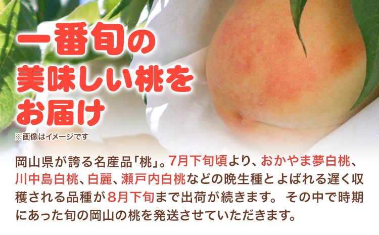 【先行予約】岡山の白桃 晩生種 大玉3玉 約900g 晴れの国 おかやま館(つむぐ株式会社) 《7月下旬-8月下旬頃出荷》岡山県 浅口市 フルーツ モモ 果物 青果 旬【配送不可地域あり】（離島）--