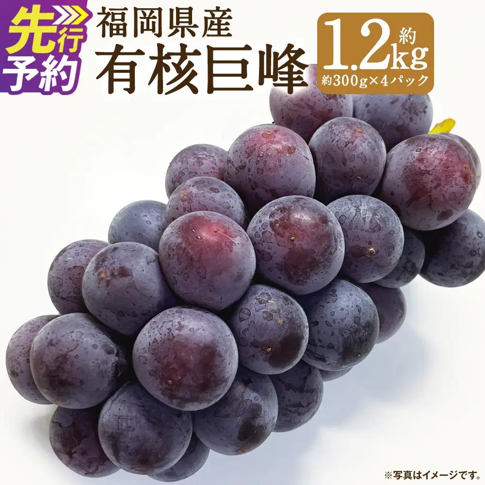 数量限定 有核 巨峰 約300g×4パック 計約1.2kg ぶどう ブドウ 果物 フルーツ 福岡県産 【2027年7月下旬～8月下旬発送予定】