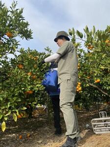 ［秀品・サイズ２Ｓ］和歌山有田産！早生みかん≪10kg≫［予約販売］［数量限定］まる隆果樹園