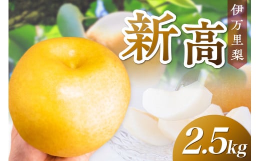 【 数量限定 】 伊万里梨 新高 2.5kg 令和7年産 113-B851