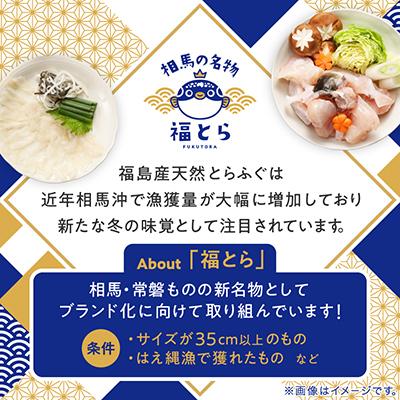 ふるさと納税 相馬市 【常磐もの新名物!福とら】 天然とらふぐ てっちり 鍋 4-5人前 約800g ふぐちり |  | 01