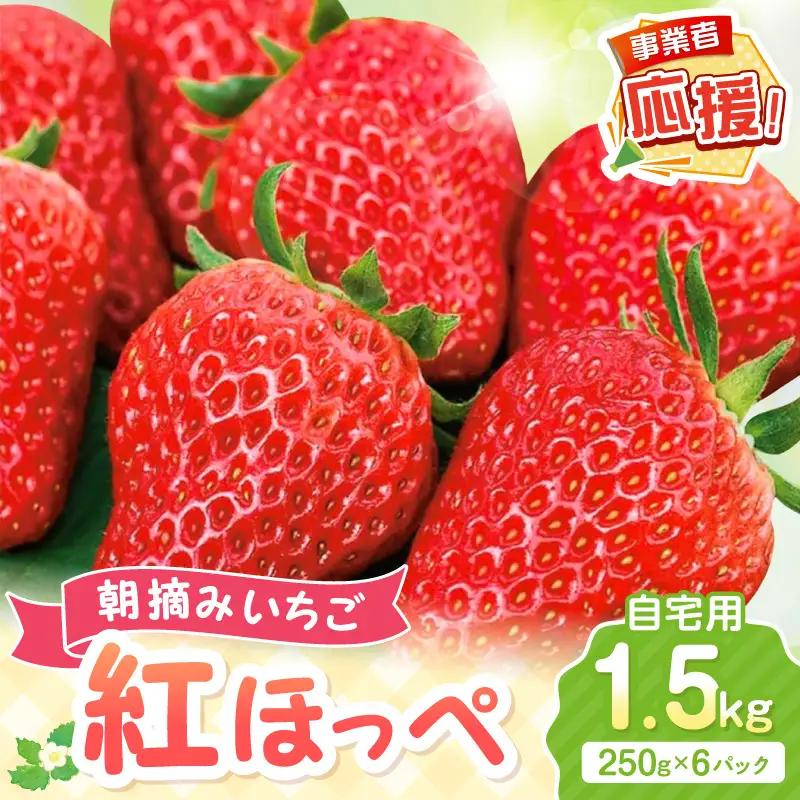 【2027年1月～2027年4月発送予定】【自宅用】朝摘みいちご 紅ほっぺ  1.5kg【ふるさと納税3.0】【117D-005-2027】