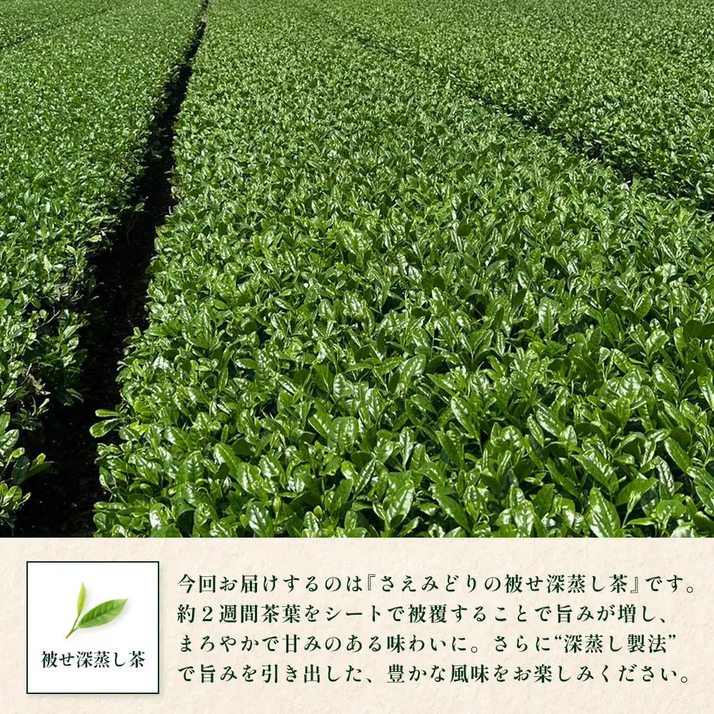 【2026年摘みたて！】新茶 ナナ茶 被せ茶 さえみどり 80g×2パック RS-8｜お茶 茶 茶葉 お茶の葉 ケルセチン 緑茶 日本茶 鹿児島茶 国産 おしゃれ ブレンド茶 シングルオリジン 鹿児島