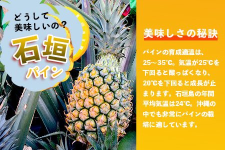 【先行予約】《2025年5月上旬頃より順次発送》石垣島産 スナックパイン (6玉 約6kg) 【 産地直送 沖縄 石垣 パイナップル フルーツ 】TP-9