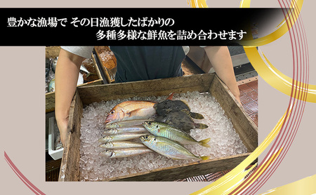 淡路島由良港の朝獲れ 鮮魚セット 2人前 プレミアム 魚セット 詰め合わせ 魚 鮮魚 魚介類 兵庫県 洲本市 淡路島