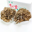 【ふるさと納税】 生舞茸セット 約400g×2株 合計約800g 国産 島根県産 飯南町産 野菜 山菜 きのこ キノコ マイタケ 肉厚 完全無農薬栽培 菌床 贅沢 バター焼き 天ぷら 炊き込みご飯 冷蔵 詰め合わせ お取り寄せ