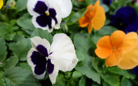 No.046 季節の花苗 パンジー 24個セット