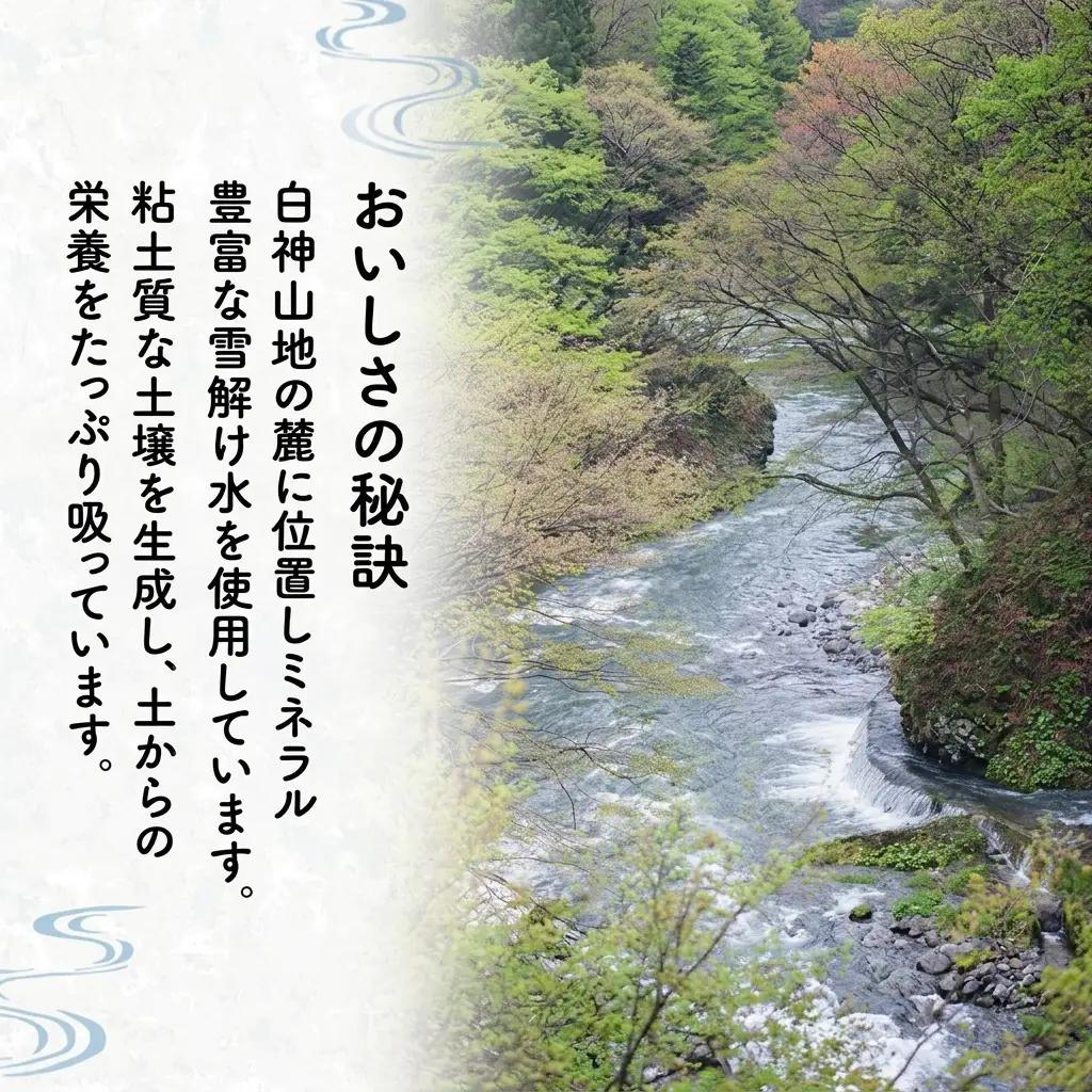 【先行予約 令和8年度産】6ヶ月定期便 あきたこまち 米 5kg  計30kg 精米 白米 秋田県 能代市 ブランド米