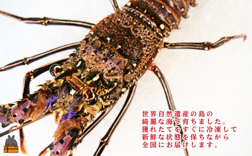 《年末お届けお約束》新鮮なまますぐ冷凍!!徳之島産冷凍伊勢海老1尾（500g~700g） （ 伊勢えび イセエビ 伊勢えび 伊勢エビ えび エビ 海老 鍋 ご馳走 海の幸 料理 焼き 人気 海産物 家