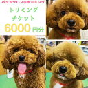 【ふるさと納税】トリミング チケット 6,000円分 犬 ペット 愛犬 ワンちゃん お手入れ 健康