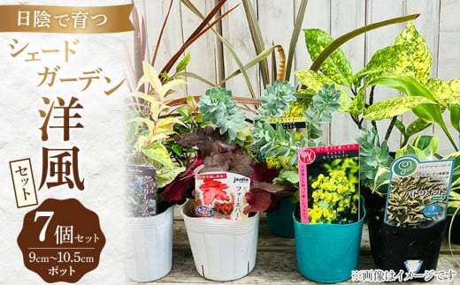 日陰で育つシェードガーデン（洋風）セット【花苗 花苗セット 花 季節の花 花セット ガーデニング 家庭菜園 園芸 初夏 夏 花壇 庭 鉢 玄関 プランター 寄せ植え  おうち時間 趣味 ベランダ 土っ子倶楽部  プレゼント ギフト 】