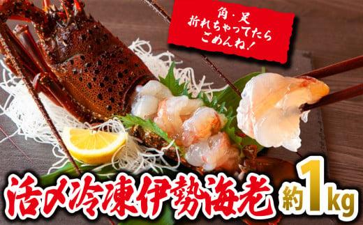 
            年内発送 12月末までにお届け 刺身 でもうまい！活〆 冷凍 伊勢海老  大満足 の約1kg（2～5尾）えび エビ いせえび イセエビ 高級 鮮魚 海鮮 産地直送 魚介 刺身 焼き物 汁物 ギフト 贈答 贈り物 祝い お祝い 歳暮 中元 天然 海の幸 正月 お正月 キャンプ BBQ バーベキュー 冷凍 急速 甘み凝縮 みそ汁 塩焼き 三重県 尾鷲 人気　MG-6　
          