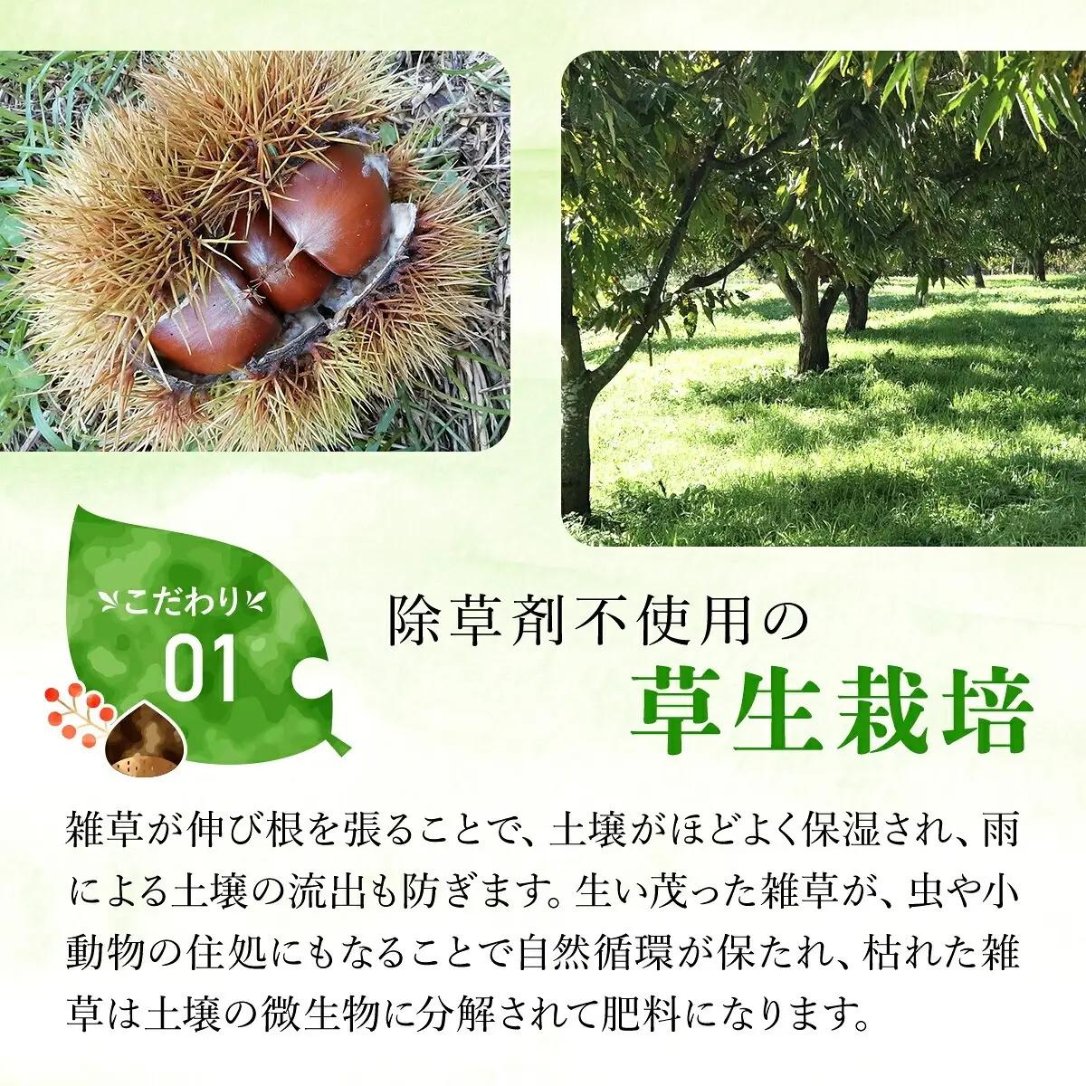 栗 くり 氷蔵 丹波栗 むき栗 筑波 2L 1kg