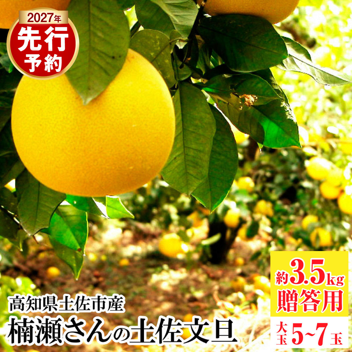 【先行予約】楠瀬さんの土佐文旦 贈答用大玉 約3.5kg 期間限定 高知 土佐 文旦 ぶんたん ブンタン 柑橘 みかん 果物 3.5キロ 3L～4Lサイズ 5～7玉 フルーツ 旬【まる庄果樹園】〈2027年2月15日～2027年4月5日発送〉 [BQAF025]
