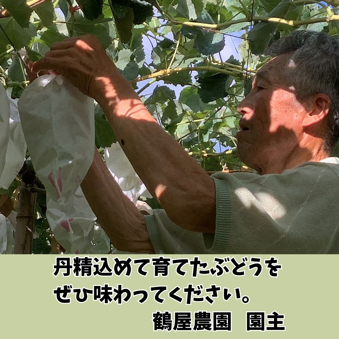 【南信州高森産】シャインマスカット 2房