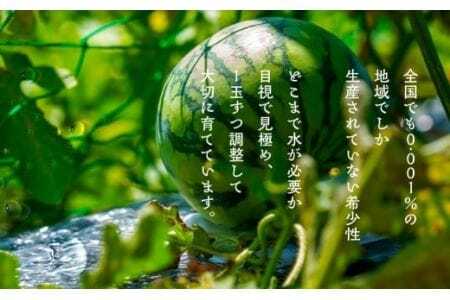 天伯スイカ 1玉 7kg 2L 糖度11度 スイカ