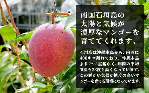 《2026年順次発送》訳あり (家庭用)沖縄マンゴー（石垣島産） 1kg ときわマンゴー農園【ふるさと納税 石垣島 沖縄県石垣市 石垣市 南国 フルーツ マンゴー 果物 訳あり】TK-8