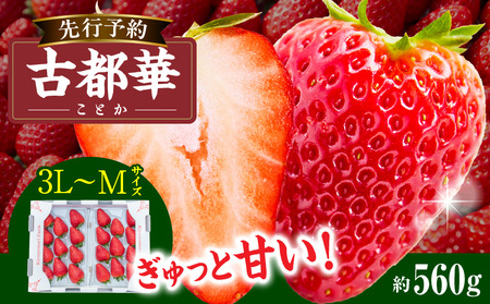 【2026年1月発送】高級いちご「古都華」3L～Mサイズ2パック　先行予約 ことか 甘い 糖度 濃い 濃厚 果汁 香り 朝摘み いちご イチゴ 苺 フルーツ 果物 くだもの ご褒美 ごほうび 贈答 贈り物 ギフト プレゼント 冷蔵 奈良県 生駒市 送料無料