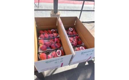 いちご 「やよいひめ」と「おすすめのいちご」 320ｇ×3トレー 2027年 先行予約 | 群馬県 前橋市