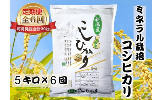 【令和7年産】6ヶ月定期便 ミネラル栽培こしひかり 5kg×6回 計30kg 白米 精米 井上米穀店 新潟県 米 こめ コメ 1I13079