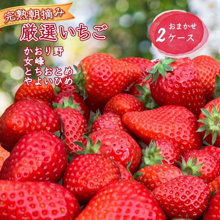 【ふるさと納税】【2026年1月中旬発送 】厳選いちご 8～18粒 2ケース 品種おまかせ 完熟 とちおとめ やよいひめ かおり野 女峰 いちご食べ比べ 美味しい 甘い 栽培期間中農薬不使用 朝採り 新鮮 ストロベリー 詰め合わせ セット 贈答用 ギフト プレゼント 贈り物