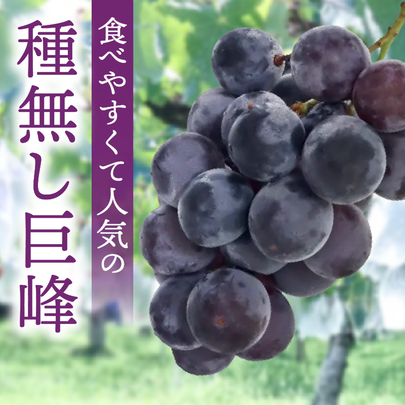 種無し巨峰 約4kg（約10房） 2026年 先行予約 種なしぶどう