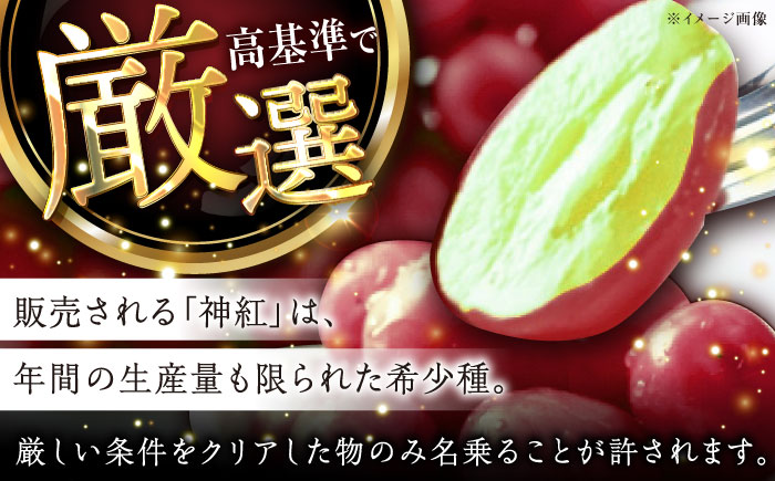 【2026年先行予約】【8月初旬頃から順次発送】島根県オリジナル品種「神紅」1房 500g以上 産地直送 種なし葡萄 島根県雲南市/池田ぶどう農園　 [AIAA001]