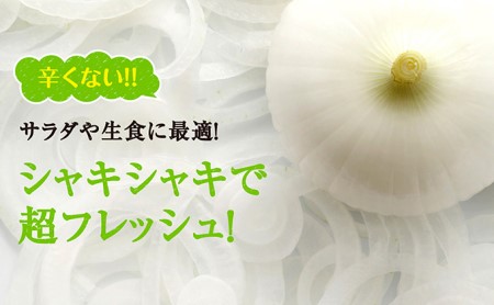 浜松篠原産【葉付新白玉ねぎ】プレミアムホワイト20玉【A級品L玉】 野菜 たまねぎ タマネギ 