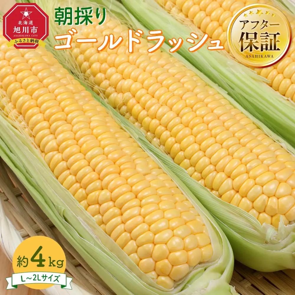 【先行予約】朝採り とうもろこし ゴールドラッシュ 4kg (L～2Lサイズ×10本) (2026年8月中旬発送) | とうもろこし 北海道産 _03902