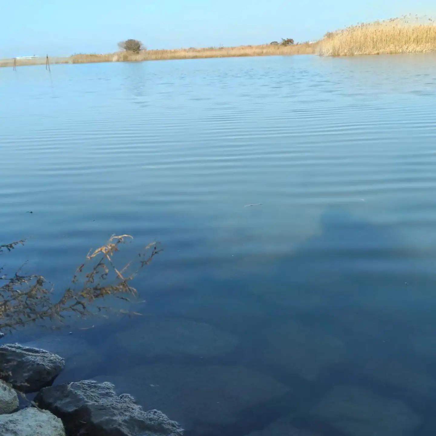 木曽川の生き物採集体験 1～3名まで 体験 チケット 採集 愛西市 / 艶麗[AEDD007]