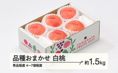 【先行予約】もも 桃 品種おまかせ 白桃 秀品程度 約1.5kg(4~7個程度) 2026年 山形県産 tf-moyws1500