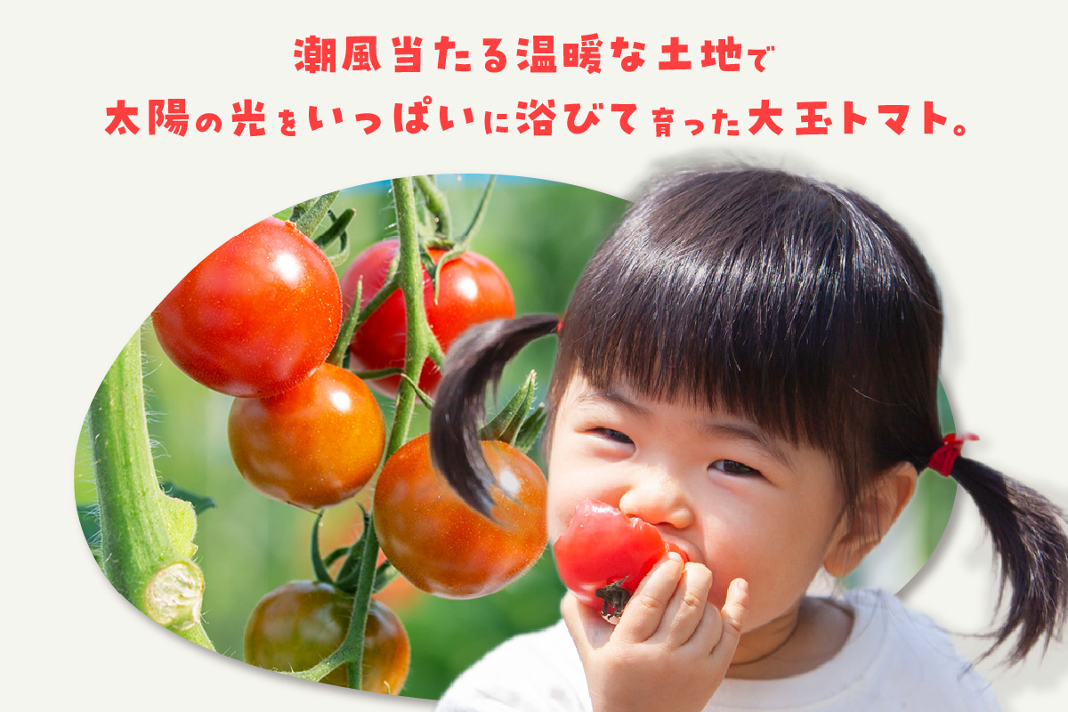 【先行予約】【2025年12月頃から順次発送】フルーツトマト　贅沢トマト2kg　よこた農園　大玉 贅沢トマト 野菜 トマト 新鮮野菜 太陽の恵み 大玉トマトトマト料理 愛知県産 フルーツとまと 甘いト