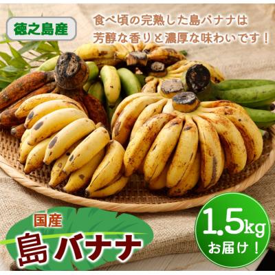 ふるさと納税 天城町 【鹿児島県天城町】【2026年発送】徳之島 子宝バナナ 1.5kg 島バナナ バナナ AL-6-N