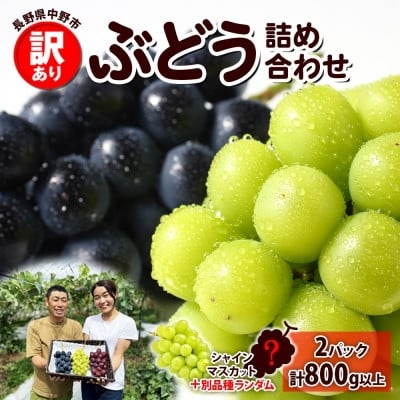 
            ＜2026年先行受付＞訳あり ぶどう 房 2種 食べ比べ 計2パック(計800g以上) 信州丸幸農園【1671026】
          
