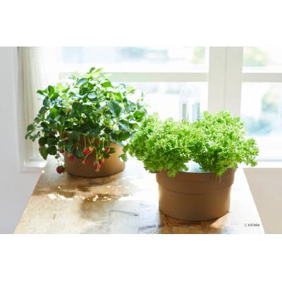 ふるさと納税 丹波篠山市 家庭用水耕栽培キット　ホームハイポニカぷくぷく2 |  | 01