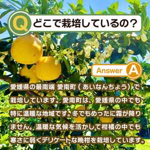 訳あり みかん職人の河内晩柑  10kg (なくなり次第終了) 河内晩柑 果物 柑橘 みかん 愛南ゴールド 蜜柑 グレープフルーツ ゼリー ジュース アイス 果物 フルーツ 健康 美容 ビタミン クエ