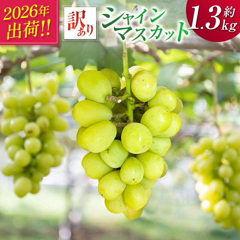 【ふるさと納税】＜2026年出荷＞先行予約［訳あり］シャインマスカット 約1.3kg 国産 期間限定 くだもの