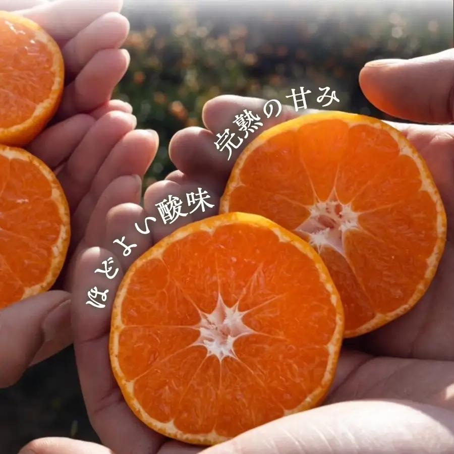 【砂糖・保存料・甘味料すべて不使用】真穴産みかんジュース「天凪」　720ml　2本【D98-3】【1711051】 YWTBU003