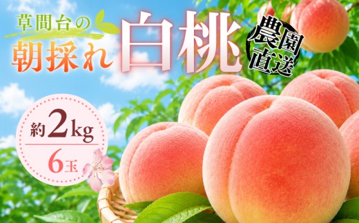 新見市の人気果樹園からお届けします！！