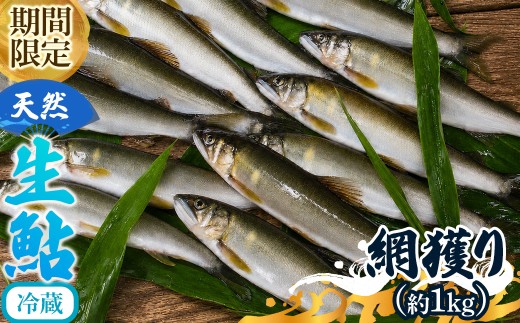 「冷蔵」由良川の天然生鮎(網獲り約1kg) 【fc-ZF006-B】【由良川漁業組合】
