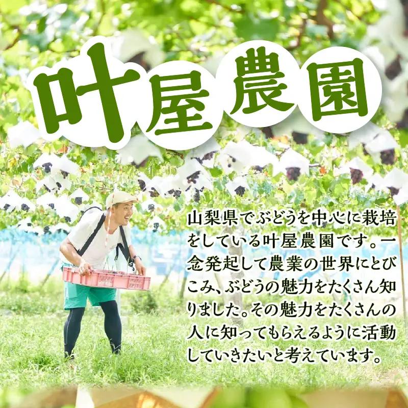山梨県産シャインマスカット 2kg（3～5房）【化学肥料、除草剤不使用】ぶどう 葡萄 フルーツ 果物 農園直送
