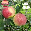 【ふるさと納税】【2025年8月中旬発送 先行予約】樹上熟成　シナノリップ 3kg　長野市　お届け：2025年8月中旬～9月上旬