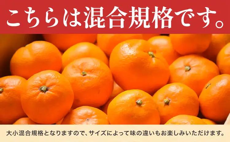 みかん 農園直送 有田の旬の食べごろ みかん 約5kg